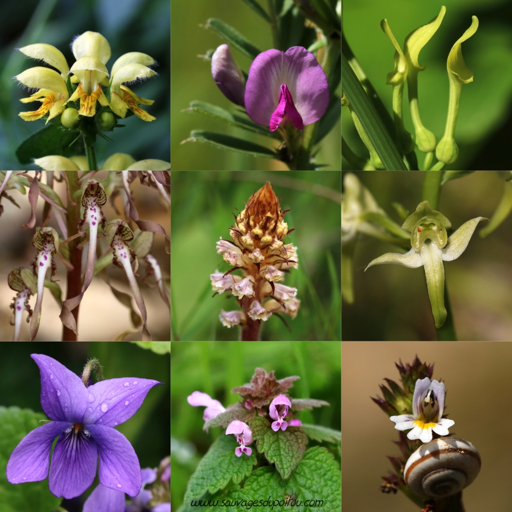 Sauvages du Poitou - Vocabulaire de la botanique (5): fleurs irrégulières