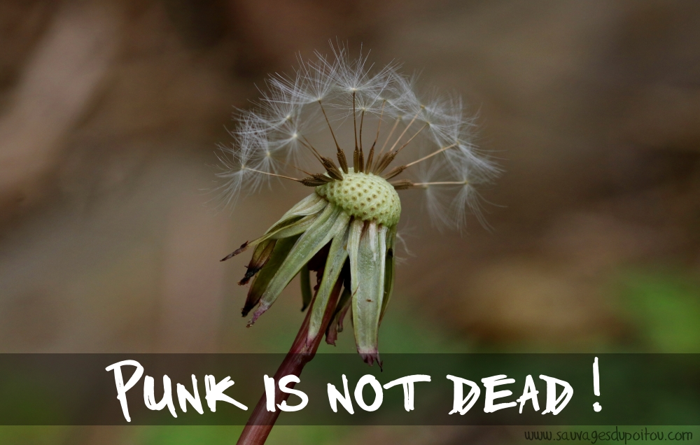 Taraxacum sect. Ruderalia: Punk is not dead!