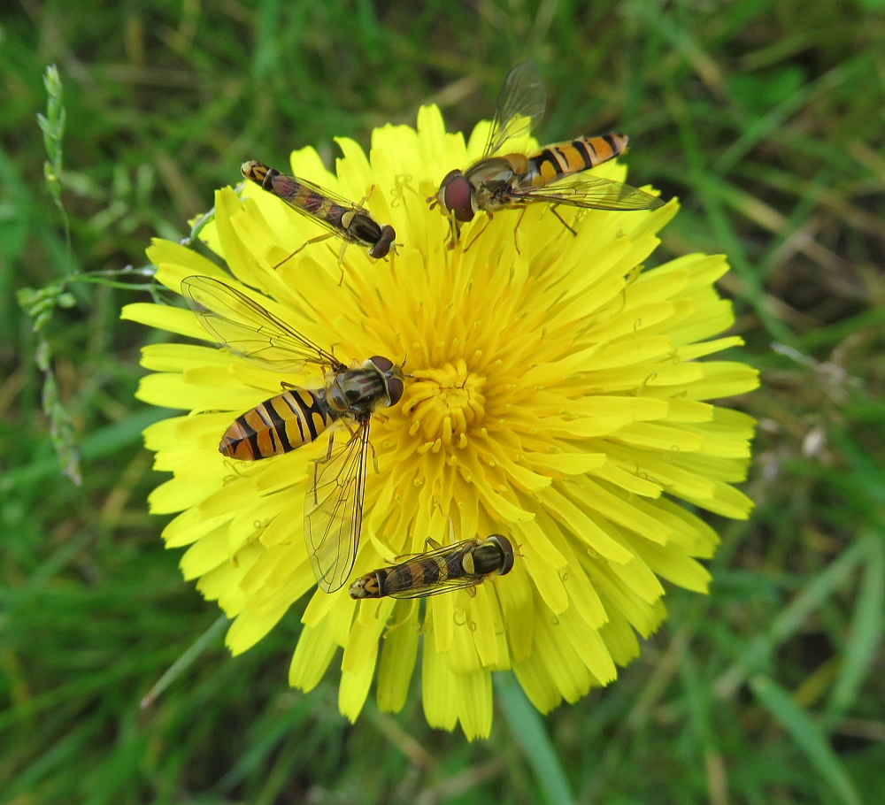 quelle fleur s appelle dent de lion
