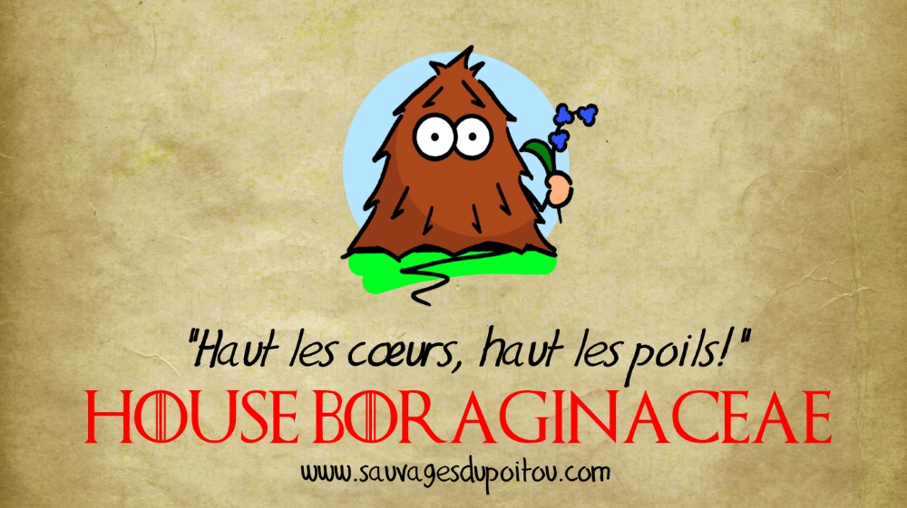 House Boraginaceae, Sauvages du Poitou!