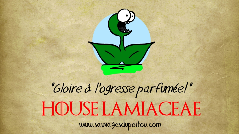 House Lamiaceae, Sauvages du Poitou!