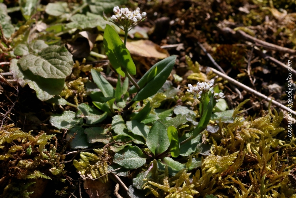 Microthlaspi perfoliatum, Tabouret perfolié, Poitiers bords de Boivre