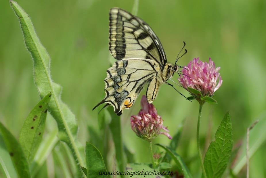 Machaon, Papilio machaon (crédit photo: Olivier Pouvreau)