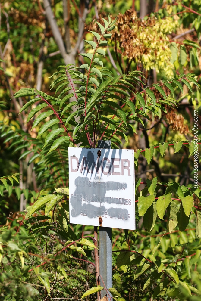 Ailanthus altissima, Ailanthe Faux-vernis du Japon, Poitiers Mérigotte