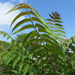 Ailanthus altissima, Ailanthe