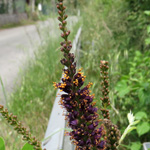 Amorpha fruticosa, Amorphe buissonnante
