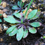 Arabidopsis thaliana, Arabette des dames