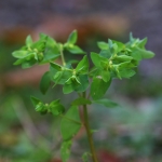 Euphorbia peplus, Euphorbe des jardins