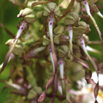 Himantoglossum hircinum, Orchis bouc