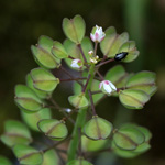 Microthlaspi Perfoliatum, Tabouret perfolié