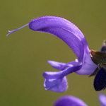 Salvia pratensis, Sauge des champs