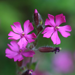 Silene dioica, Compagnon rouge