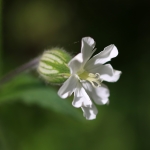 Silene latifolia, Compagnon blanc