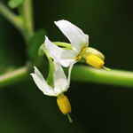 Solanum nigrum, Morelle noire