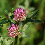 Trifolium pratense, Trèfle des prés