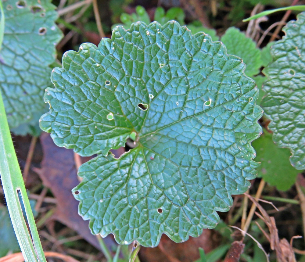 Sauvages du Poitou - Alliaria petiolata, l'aillée