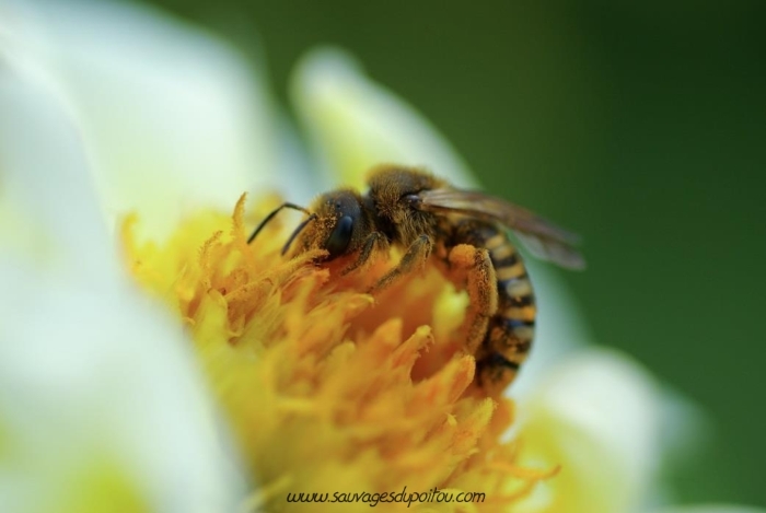 Comment les abeilles choisissent-elles le pollen ? - Sciences et Avenir