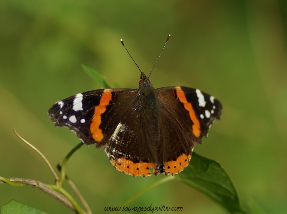 Sauvages du Poitou - Grande Ortie: les papillons d'abord! (vanesses)