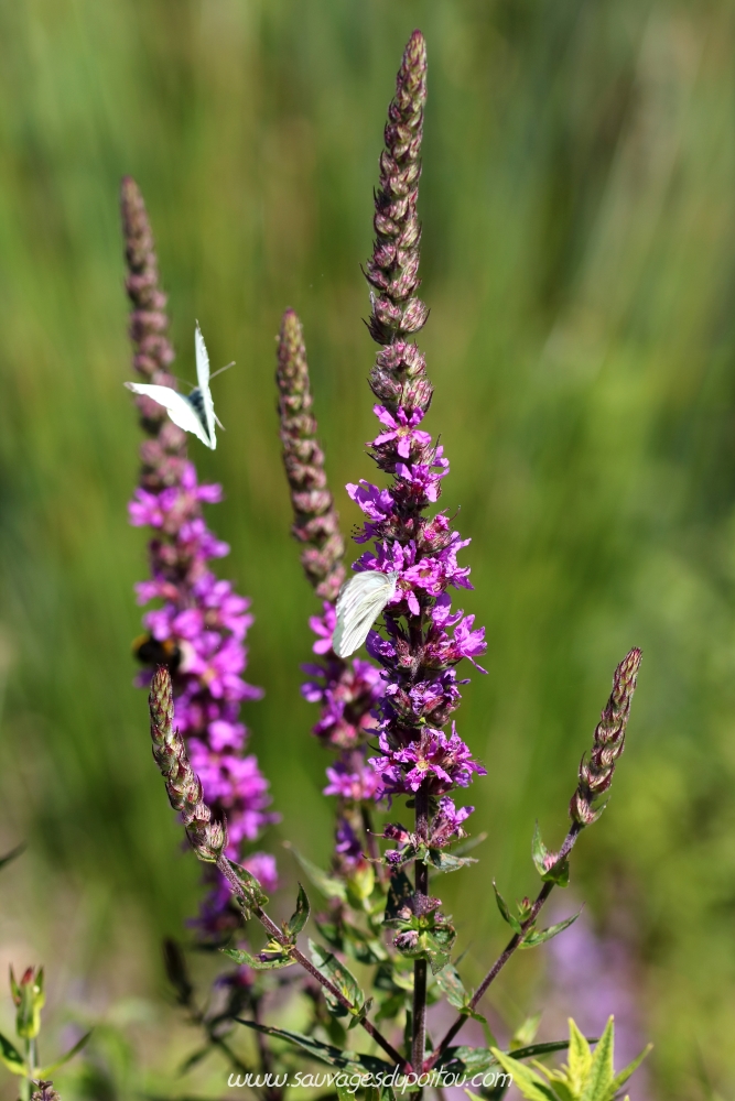 Lythrum salicaria, Salicaire commune, Coulombiers (86)