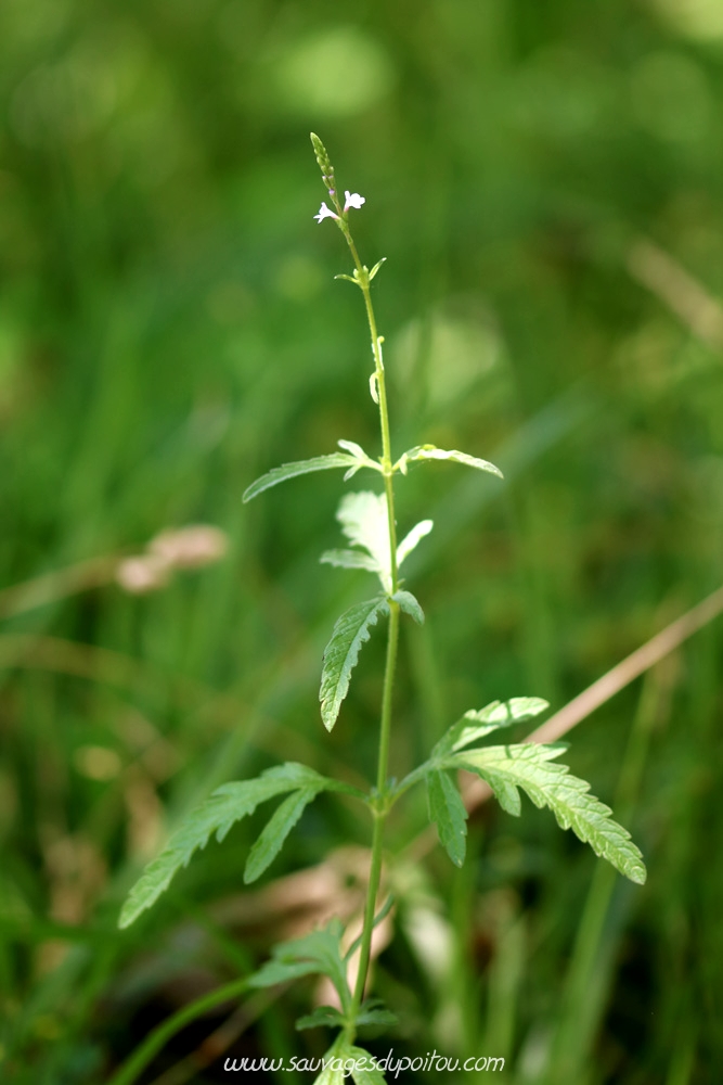 Verveine officinale (Verbena officinalis), herbe à tous les maux