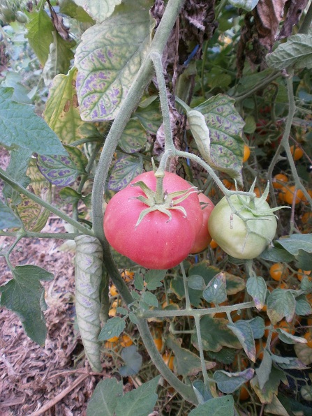 tomate rose